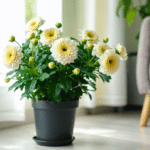 d&eacute;couvrez comment cultiver le chrysanth&egrave;me, une fleur lumineuse et color&eacute;e, pour embellir votre jardin et apporter une touche &eacute;l&eacute;gante &agrave; votre d&eacute;coration.